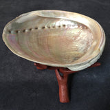 Ceremonial Conch Shell & Stand Smudging Tool